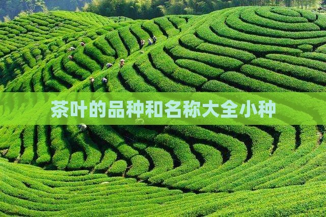 茶叶的品种和名称大全小种
