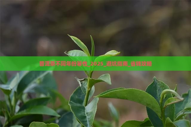 普洱茶不同年份寒性