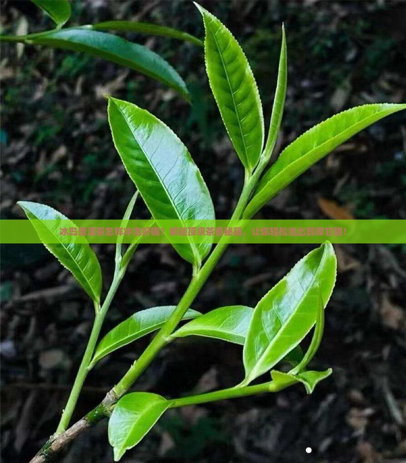 冰岛普洱茶怎样冲泡好喝