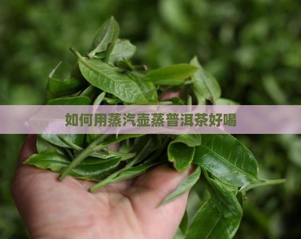 用蒸汽壶怎么蒸普洱茶好喝 用蒸汽壶怎么蒸普洱茶好喝