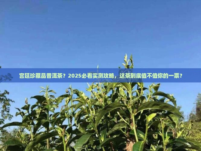 宫廷珍藏品普洱茶
