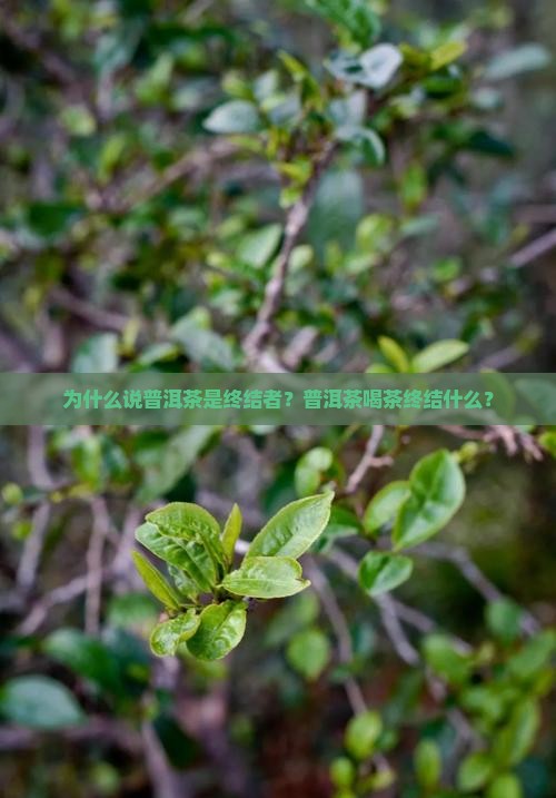 为什么说普洱茶是终结者
