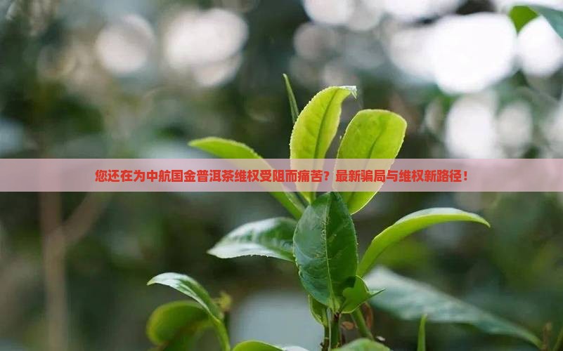 中航国金普洱茶受害维权群
