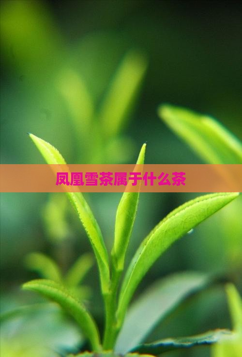 凤凰雪茶属于什么茶