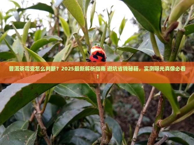 普洱茶霉变怎么判断
