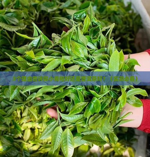 小青柑好还是普洱茶好