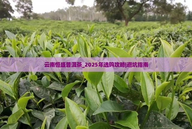 云南恒盛普洱茶
