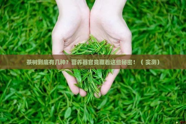 茶树有几种类型茶树的营养器官