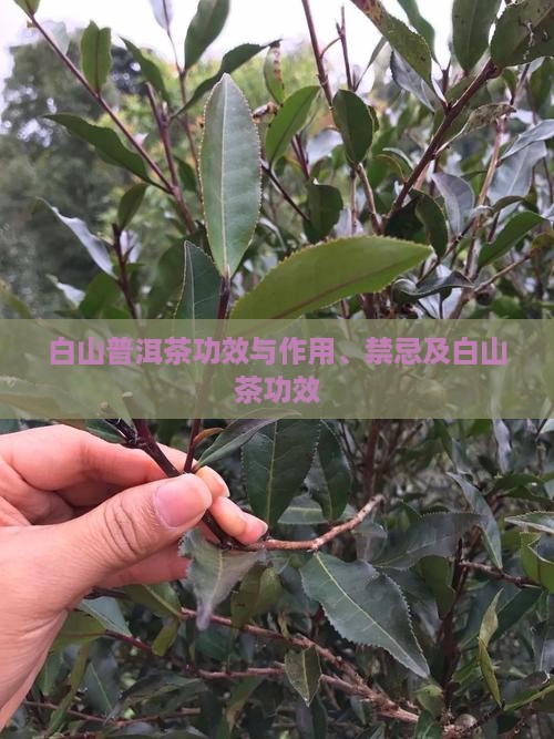 白山普洱茶功效