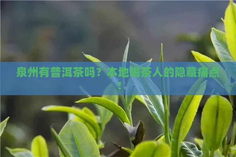 泉州有普洱茶吗