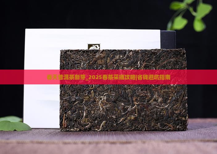 春天普洱茶新芽