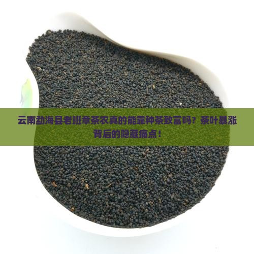 云南勐海县老班章茶农