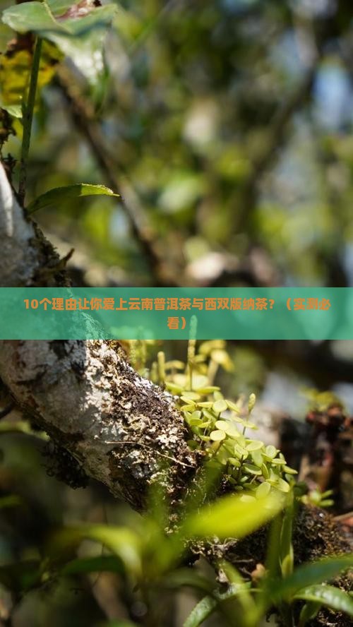 云南普洱茶与西双版纳茶