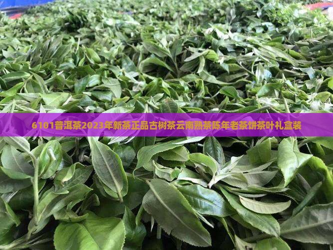 6101普洱茶
