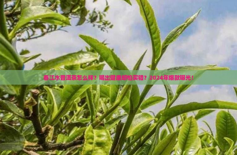春江水普洱茶怎么样