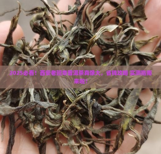 西安老班章普洱茶那里有