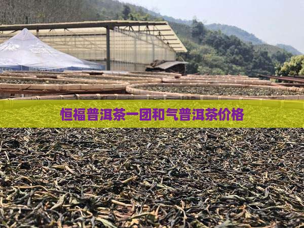 恒福普洱茶一团和气价格