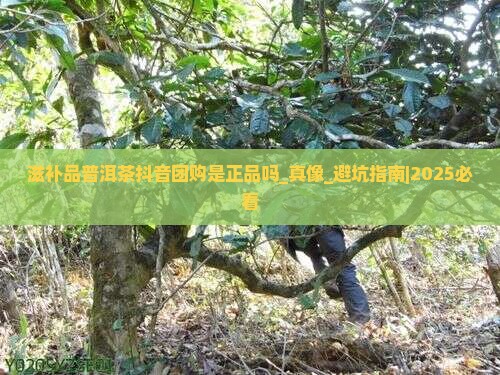 滋补品普洱茶抖音团购是正品吗