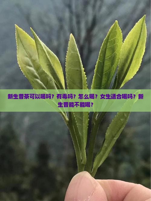 新生普茶可以喝吗