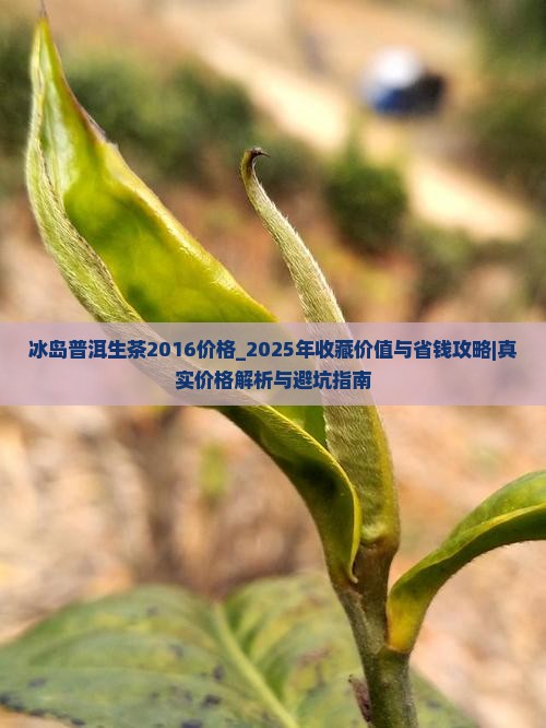 冰岛普洱生茶2016价格