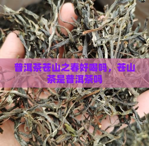 普洱茶苍山之春