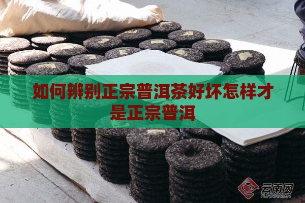 如何辨别正宗的普洱茶好坏