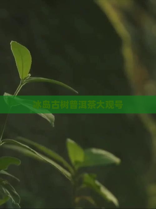 大观号冰岛古树茶