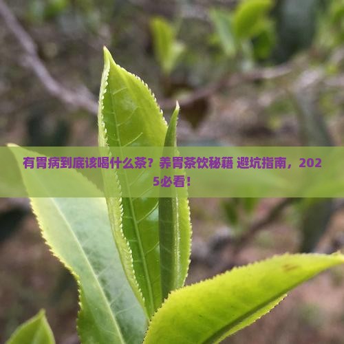 有胃病喝什么茶能养胃