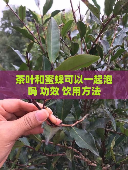 茶叶和蜜蜂可以一起泡吗