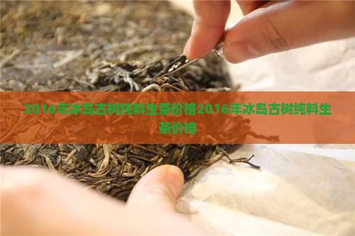 2016年冰岛古树纯料生茶价格
