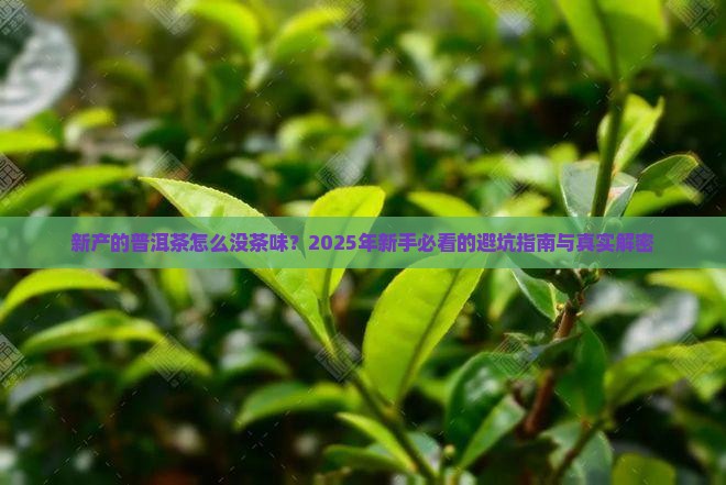 新产的普洱茶没茶味