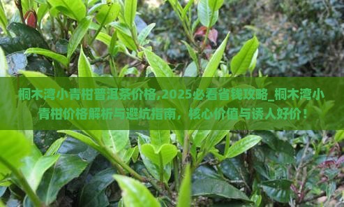 桐木湾小青柑普洱茶价格