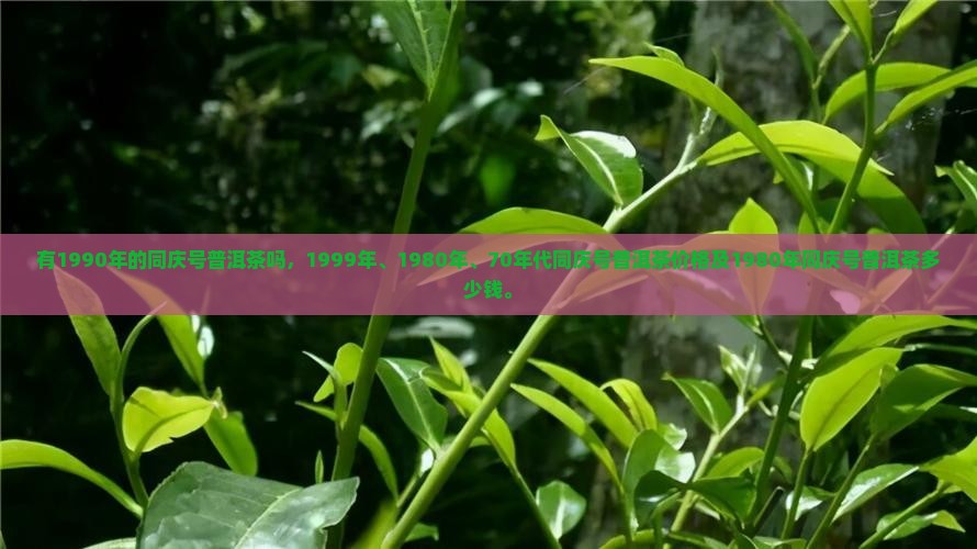 有1990年的同庆号普洱茶吗