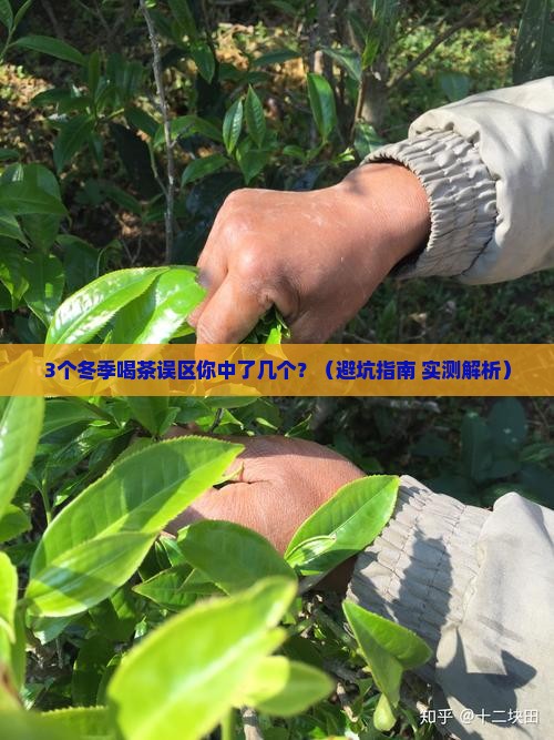 冬季适合喝啥茶
