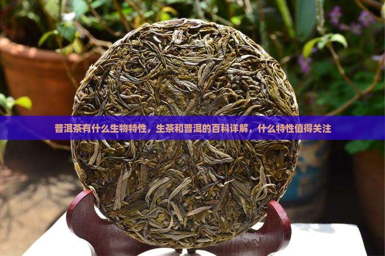 普洱茶有什么生物特性