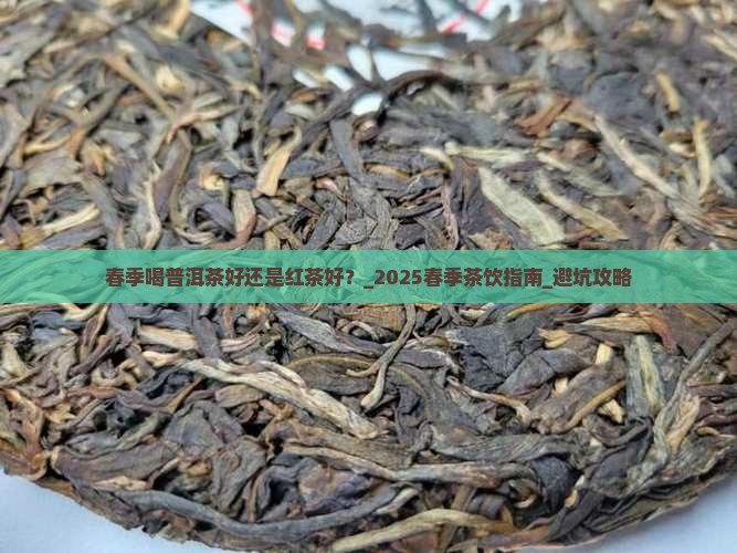 春季喝普洱茶好还是红茶好