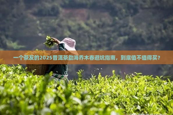 普洱茶勐海乔木春