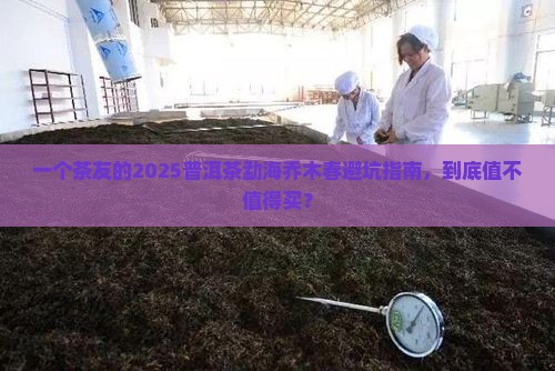 普洱茶勐海乔木春