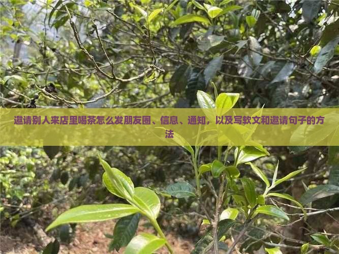 邀请别人来店里喝茶怎么发