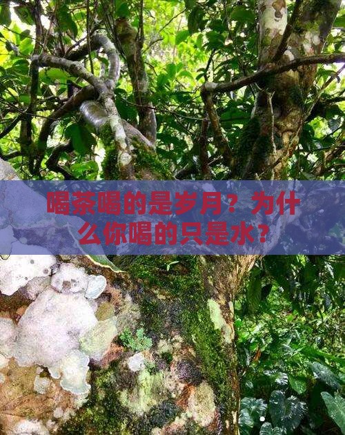 喝茶喝的是岁月