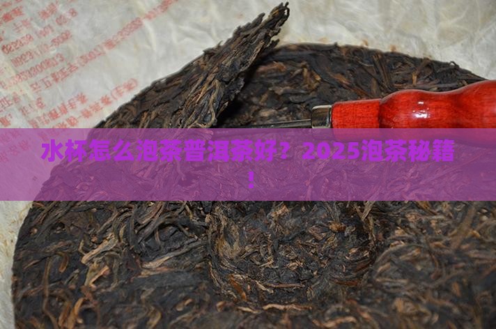 水杯怎么泡茶普洱茶好