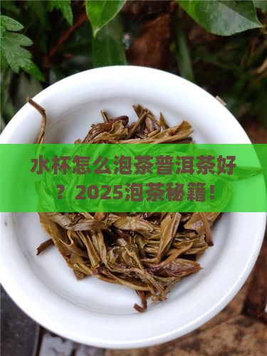 水杯怎么泡茶普洱茶好