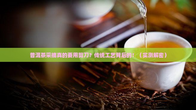普洱茶采摘是否用剪刀