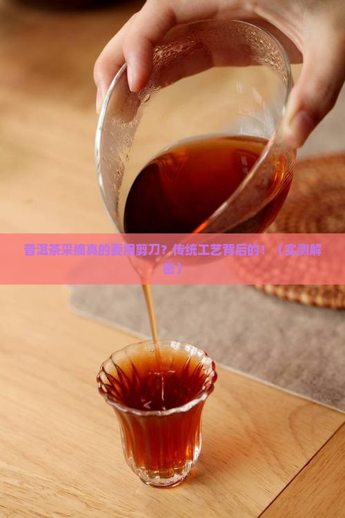 普洱茶采摘是否用剪刀