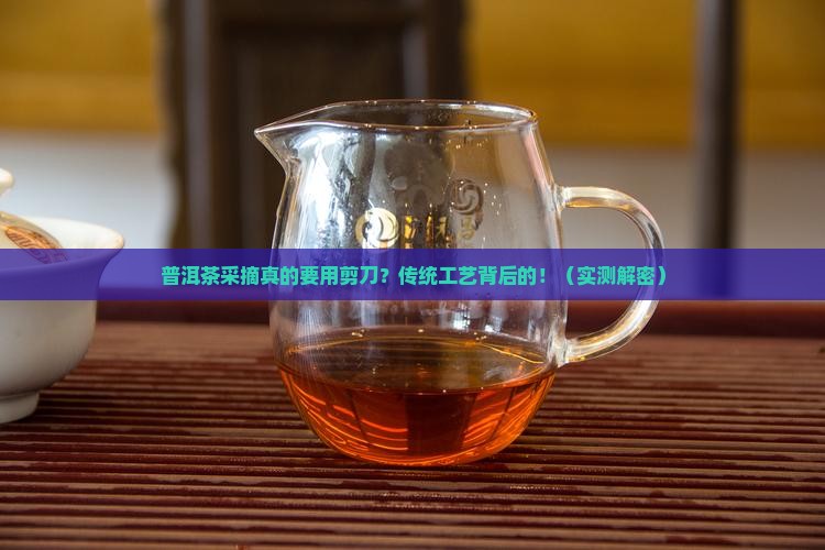 普洱茶采摘是否用剪刀