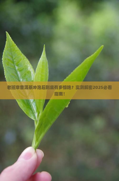 老班章普洱茶沏泡后的特点