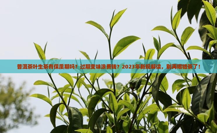 普洱茶叶生茶有保质期吗