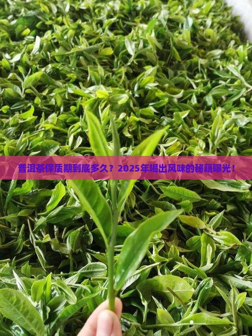普洱茶保质期一般多久最好喝