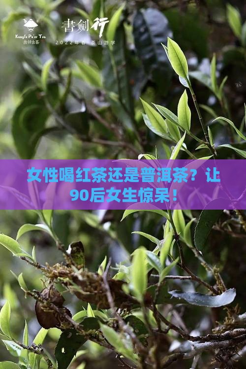 女性喝红茶还是普洱茶