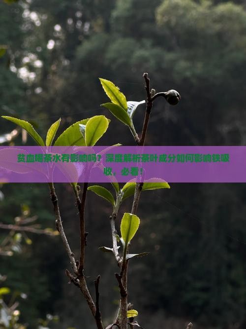 贫血喝茶水有影响吗